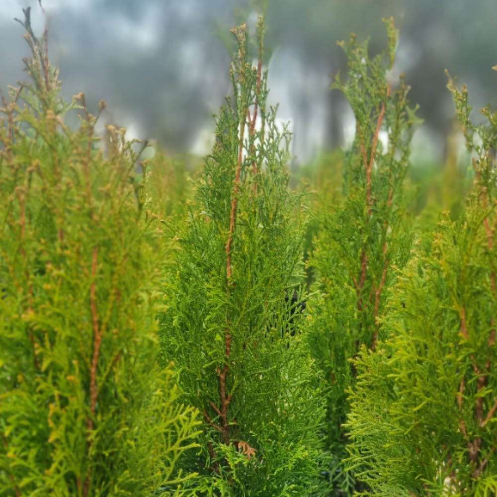 Thuja occidentalis Smargd